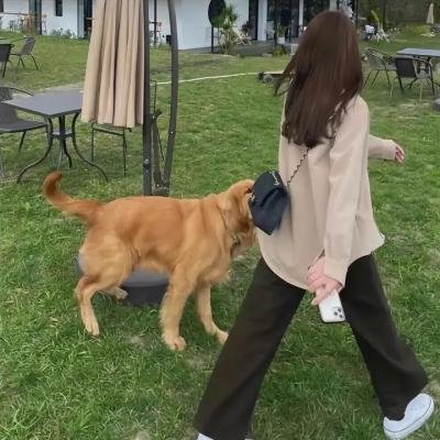 抓啄木鸟